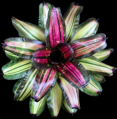 Neoregelia Megawatt Tropiflora Reviews On Judgeme