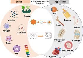 Unlocking The Biological Response Of Smart Stimuli Responsive Hydrogels