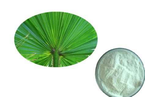 Saw Palmetto Extract | Saw Palmetto Extract Manufacturer