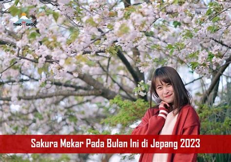 Sakura Mekar Pada Bulan Ini Di Jepang 2023 Wisata Jepang