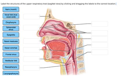 Solved Label The Structures Of The Upper Respiratory Tract Chegg