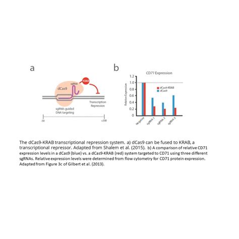 CRISPR Cas9 System CRISPRa CRISPRi