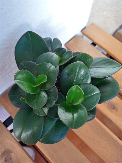 Which One Is We Thought It Was Peperomia Clusiifolia Red Margin But I