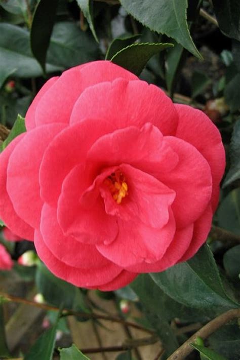 Buy Arctic Rose Camellia Free Shipping Wilson Bros Gardens 3