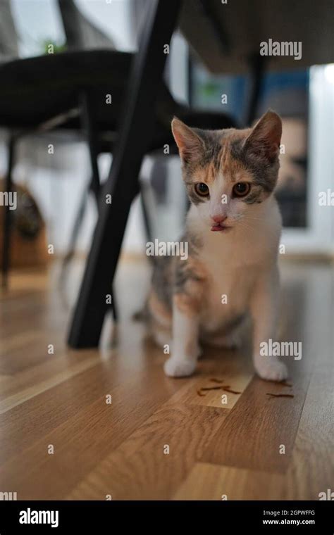 Gato Debajo De La Mesa Fotograf As E Im Genes De Alta Resoluci N Alamy