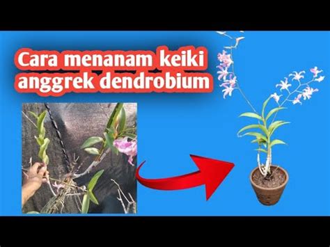 Tutorial Cara Menanam Keiki Anakan Anggrek Dendrobium YouTube