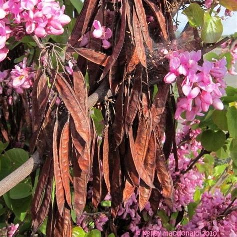 Cercis Occidentalis California Redbud Tree Seeds Pink To Magenta