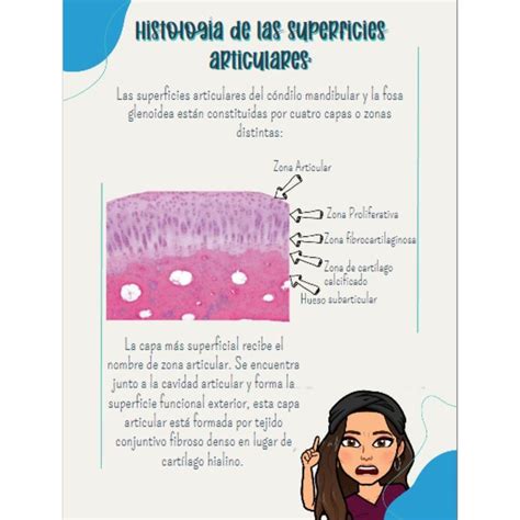 Histología de las Superficies Articulares Histología Apuntes