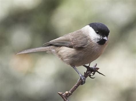 Mésange nonnette Oisillon boutique en ligne pour oiseaux Little