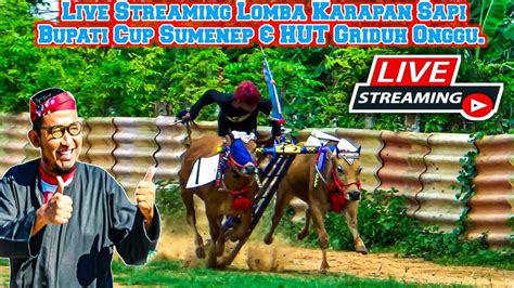 Live Streaming Lomba Karapan Sapi Bupati Cup Sumenep Dan HUT Tim Griduh