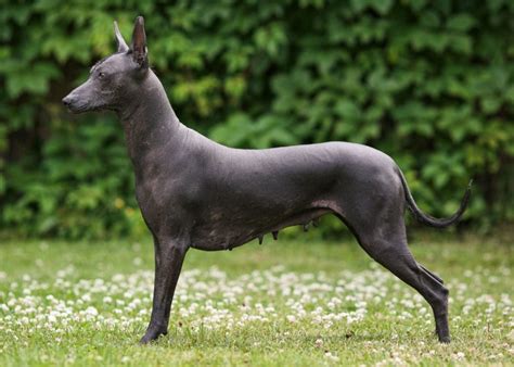 Xoloitzcuintle Dog Breed Information: Puppies & Breeders Guide - Dogs ...