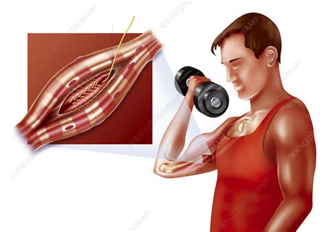 Muscle Spindle Stock Image C0040777 Science Photo Library