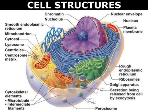 anatomy  biology