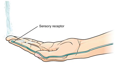 The Function Of Nervous Tissue Anatomy And Physiology I