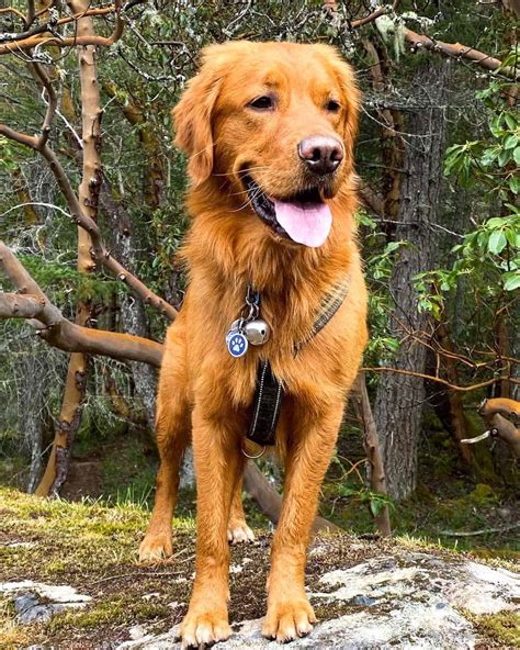 Canadian Golden Retriever: Info, Facts, Pictures, FAQs & More