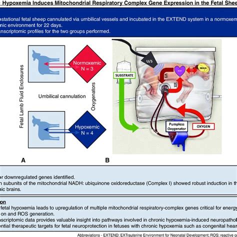 Chronic Hypoxemia Induces Mitochondrial Respiratory Complex Gene