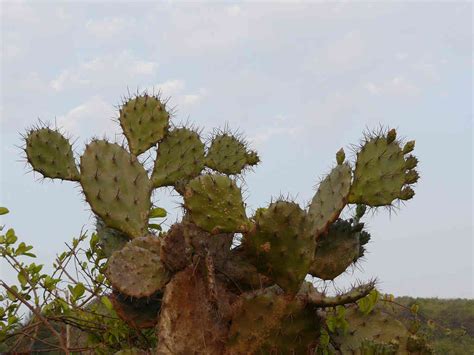 Opuntia Elatior Eflora Of India