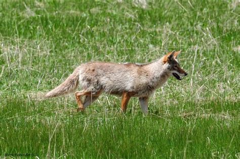 "Natural World" Through My Camera: Coyote or Wolf? For Some It Can Be ...