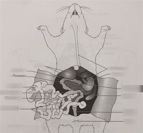Rat Organs Lab Exam Diagram Quizlet