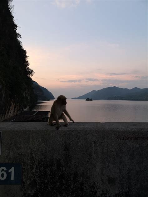 Monkey Sunset Solitude Free Photo On Pixabay Pixabay