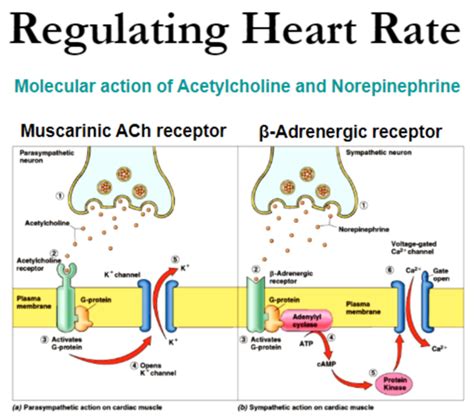 Solved What Exactly Is Happening In This Diagram So I Know The