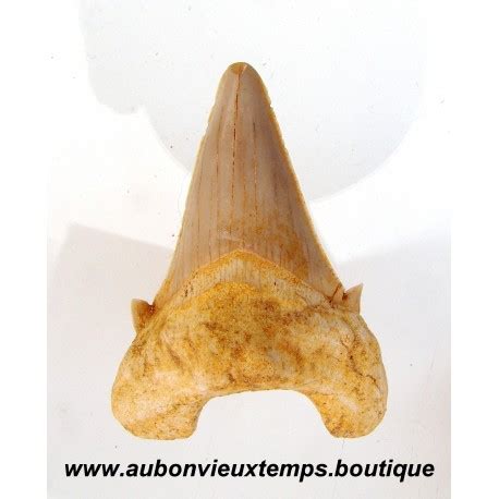 DENT REQUIN OTODUS OBLIQUUS FOSSILE MAROC