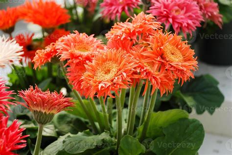 Orange Gerbera daisy. Gerbera plant in pot on the table. Full bloom ...