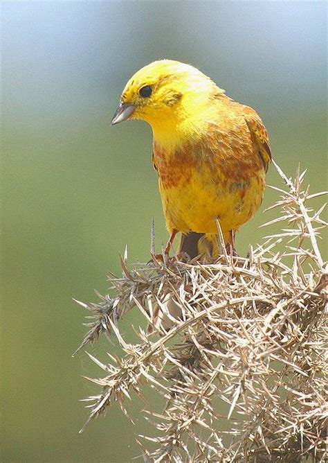 yellowhammer | Birds of a Feather | Pinterest