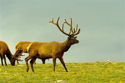 Bull Elk Grazing Stock Photo Image Of Wildlife Legged 82266956