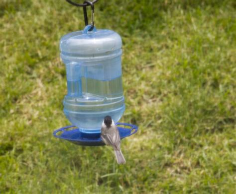 Amazon Perky Pet Water Cooler Bird Waterer Patio Lawn Garden