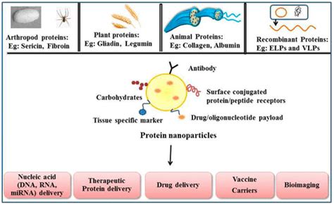 Protein Nanoparticles Promising Platforms For Drug Delivery