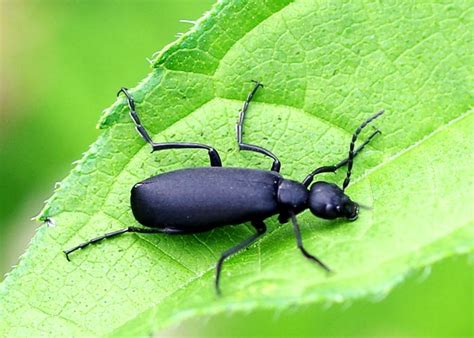 Two More Blister Beetles (Family Meloidae) – Field Station