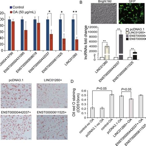 Oleic Acid Induced Cell Model Of Hepatocyte Steatosis A Lipid