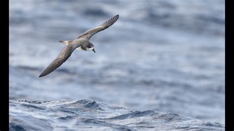 Bermuda Petrel November 2022 Off Castle Harbour Bermuda YouTube