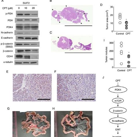 Effects Of CPT In An In Vivo Orthotopic Pancreatic Cancer Model Of Nude