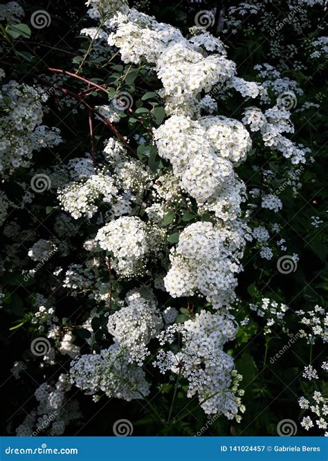 Bridal Veil Spirea Bridal Wreath Flowers Stock Image Image Of Floral