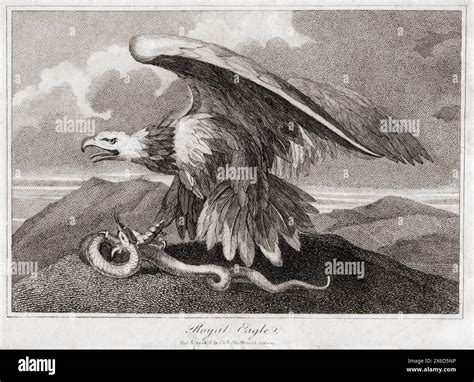 Royal Eagle From An Engraving Dated 1906 Stock Photo Alamy
