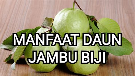 Ketahui Ini Manfaat Daun Jambu Biji Untuk Kesehatan Tubuh