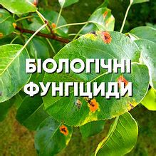 Купуйте Біологічні Фунгіциди – Екологічні Засоби для Боротьби з ...