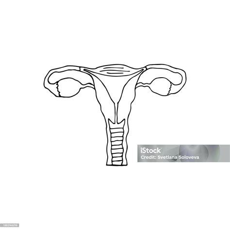 Vector Hand Drawn Doodle Sketch Uterus Stock Illustration Download