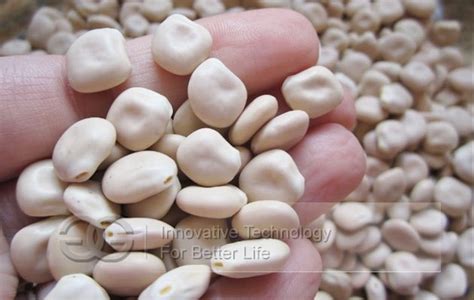 Broad Bean Peeling Machinefava Beans Skin Peeler