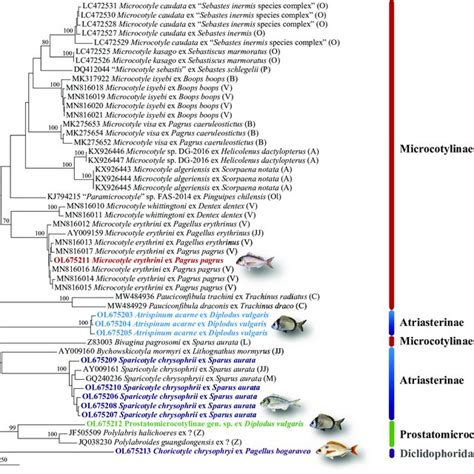 Neighbour Joining Phylogram From Analysis Of The Cox1 Alignment 269