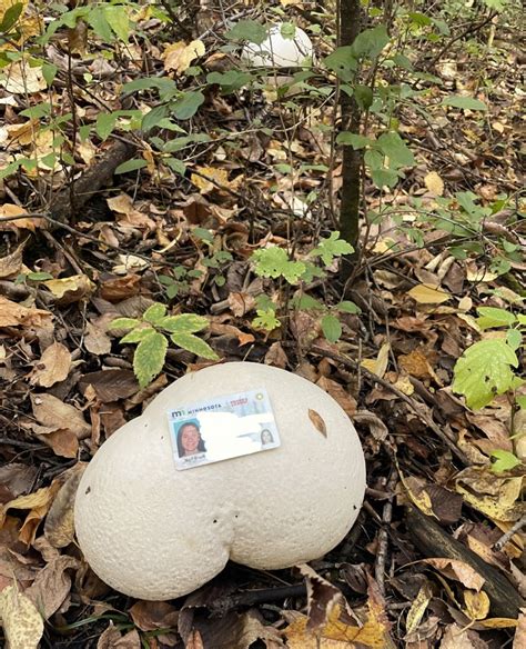 Foraging And Cooking Giant Puffball Mushrooms Tangled Up In Food