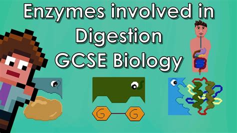 Enzymes Involved In Digestion Wjec Biology Gcse Revision Youtube