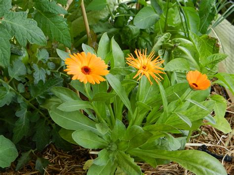 Como Cultivar La Calendula Y Sus Beneficios