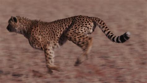 Cheetah Snarling And Looking Towards Camera In Slow Motion Stock ...