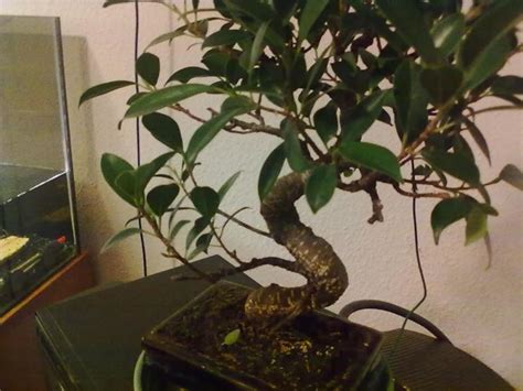 Potare Ficus Bonsai Attrezzi E Vasi Per Bonsai Realizzare Un Ficus