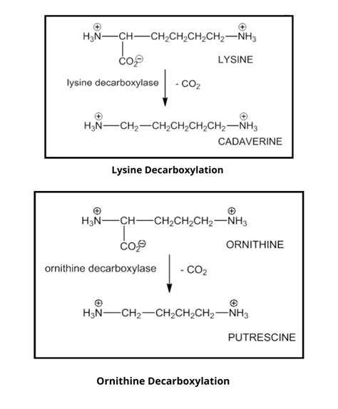 Decarboxylase Test Principle Procedure Results Uses Biology