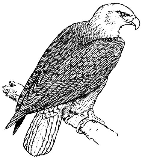 Printable Eagle Pictures