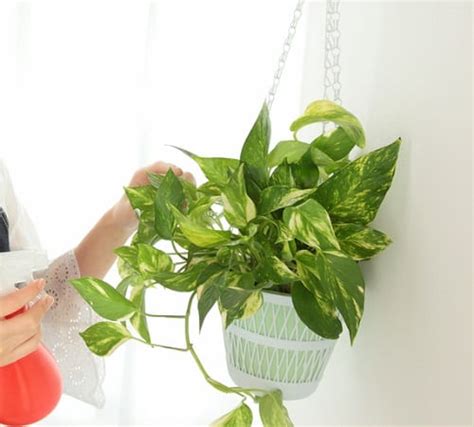 10 Diy Homemade Fertilizers For Pothos Plant Balcony Garden Web